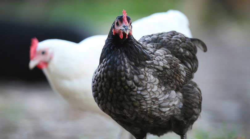 Australorp Chickens egg laying