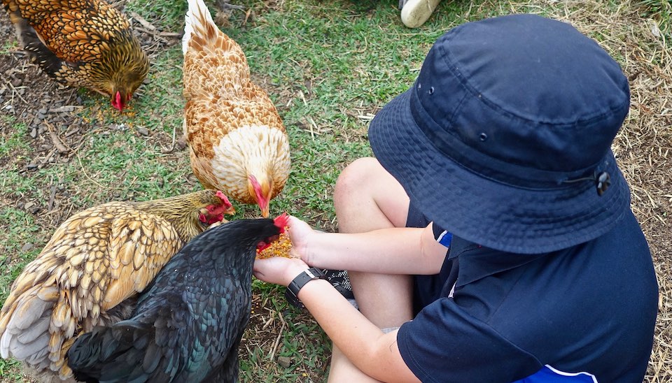 Child in school uniform feeding 3 chickens