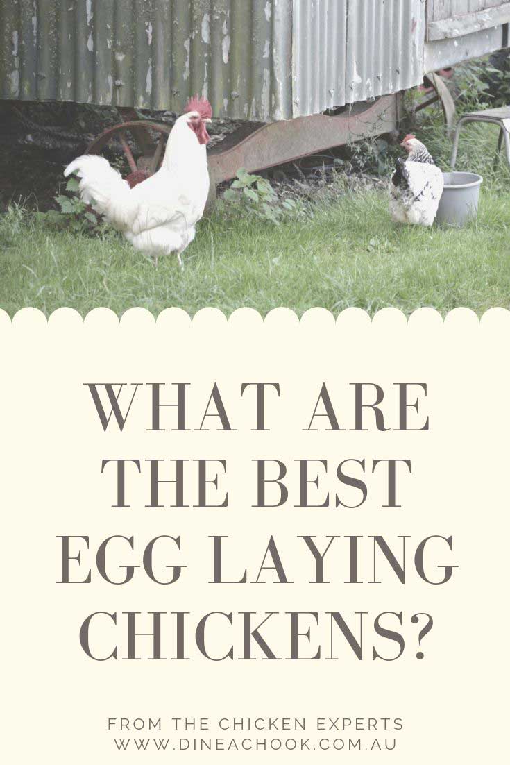 What are the best egg laying chickens?