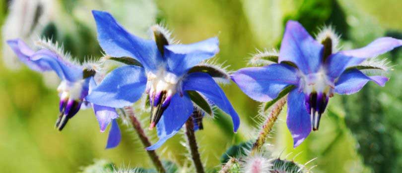 Borage for foraging Chickens