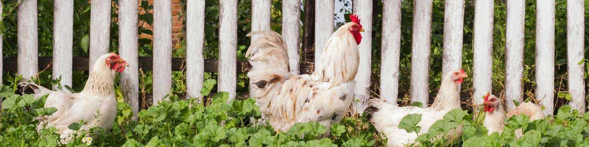 Broody chickens - keeping chickens happy