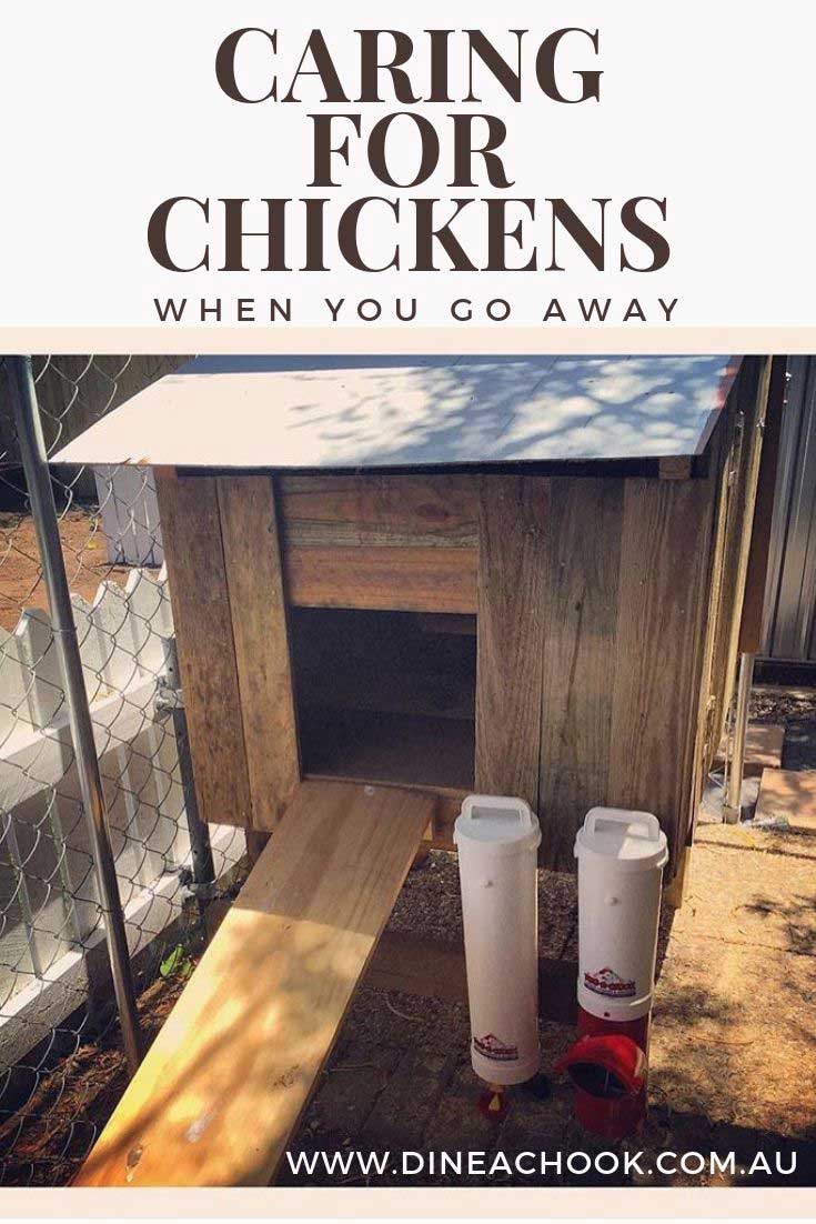 Caring for chickens when you are away