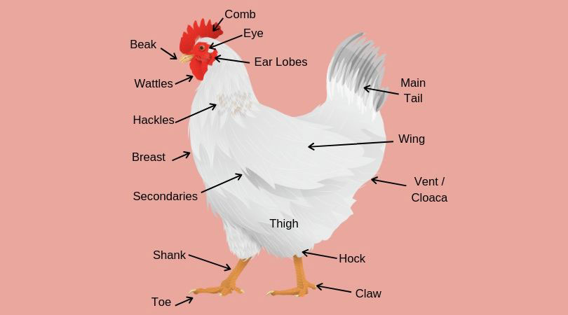 Chicken Anatomy Dine A Chook