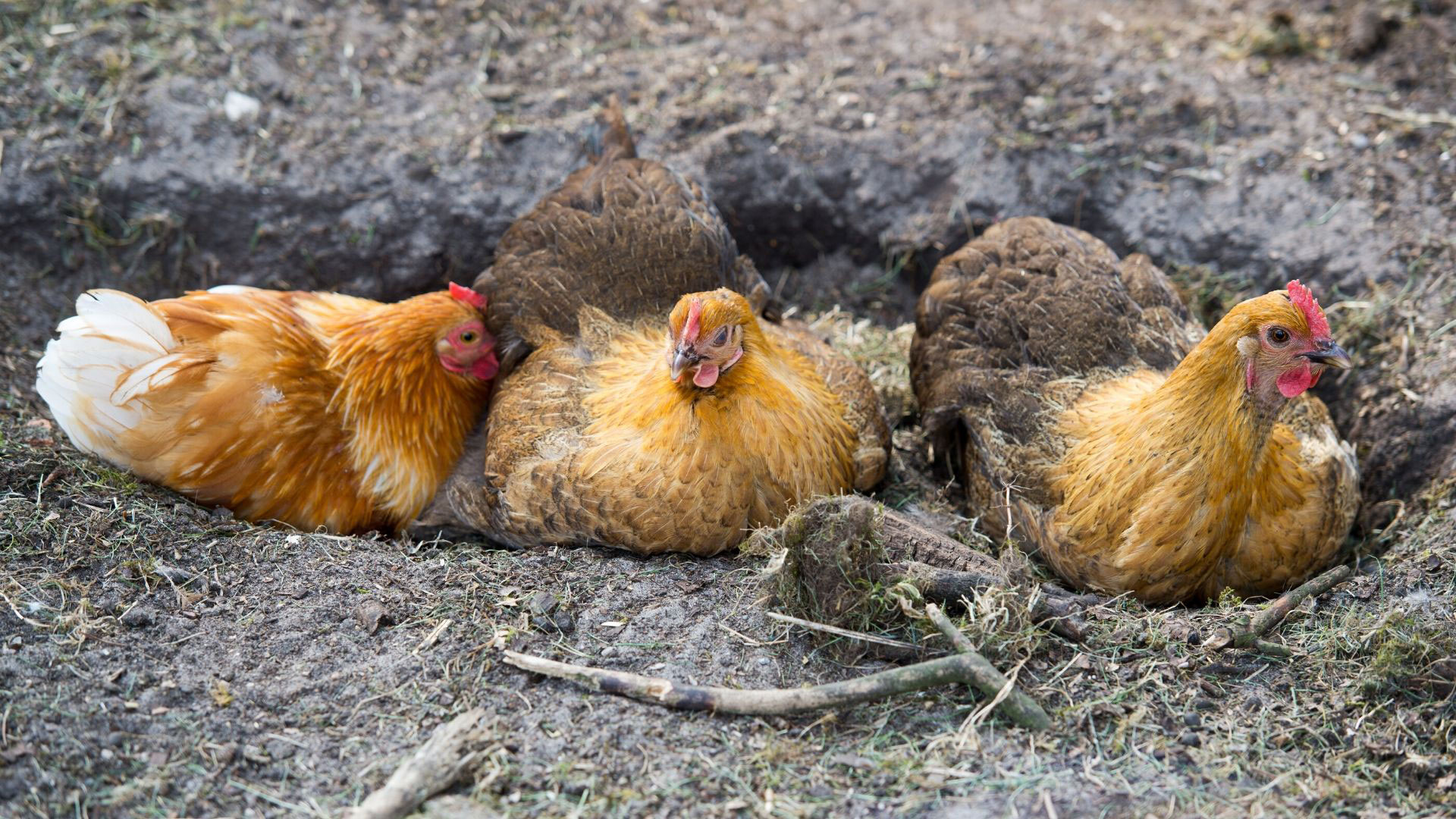 Chicken dust bath