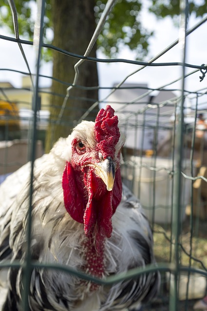 Chicken in quarantine pen