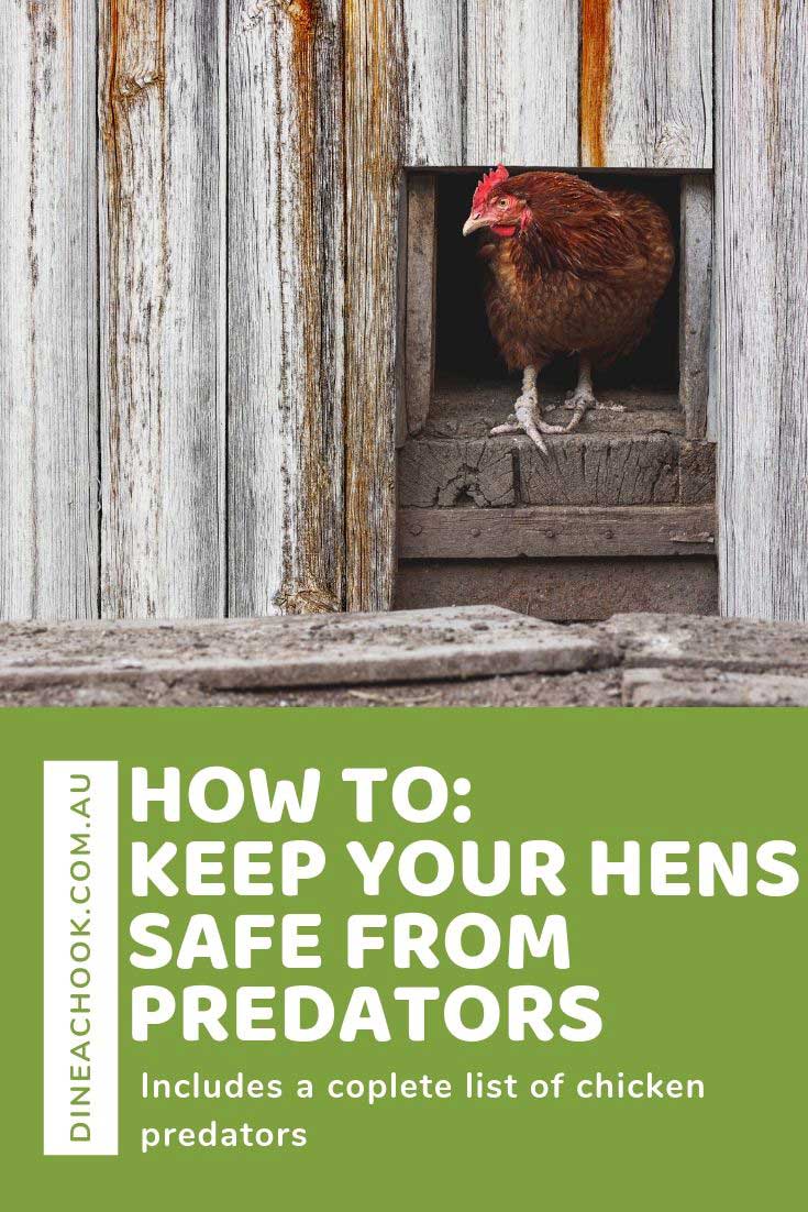 How to protect your chickens from predators