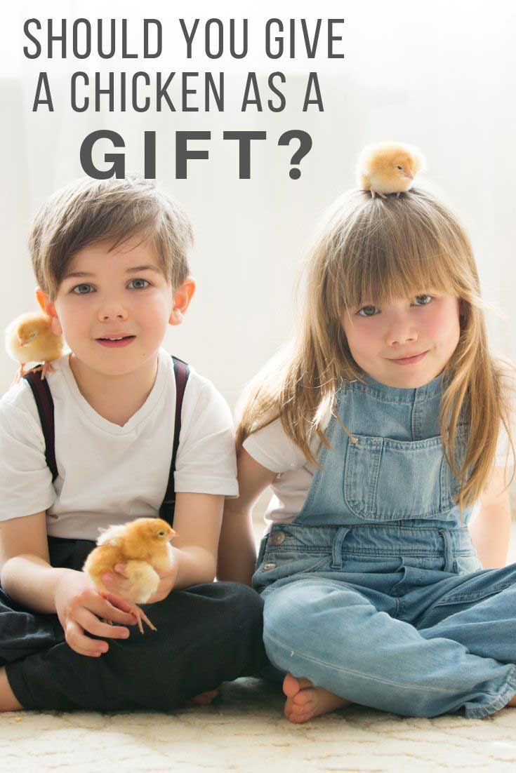 Should you give a chicken as a gift?