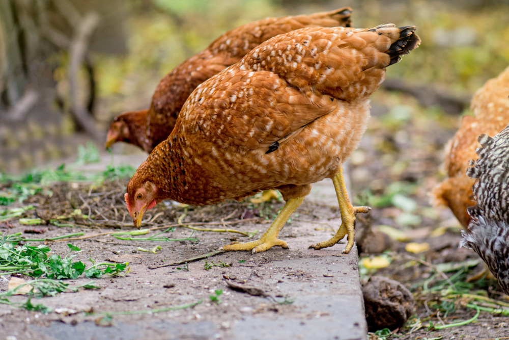 Dine A Chook Mega Mineral