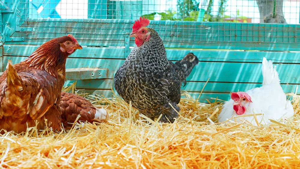 Chickens love sun and straw