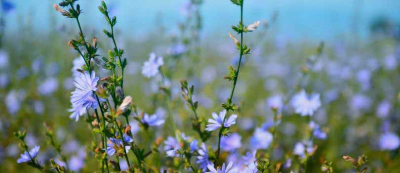 Chicory for foraging Chickens