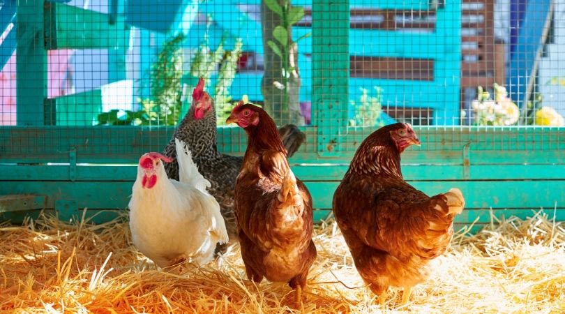 Complete chicken parasite guide including coccidia, red mites, round worm and more