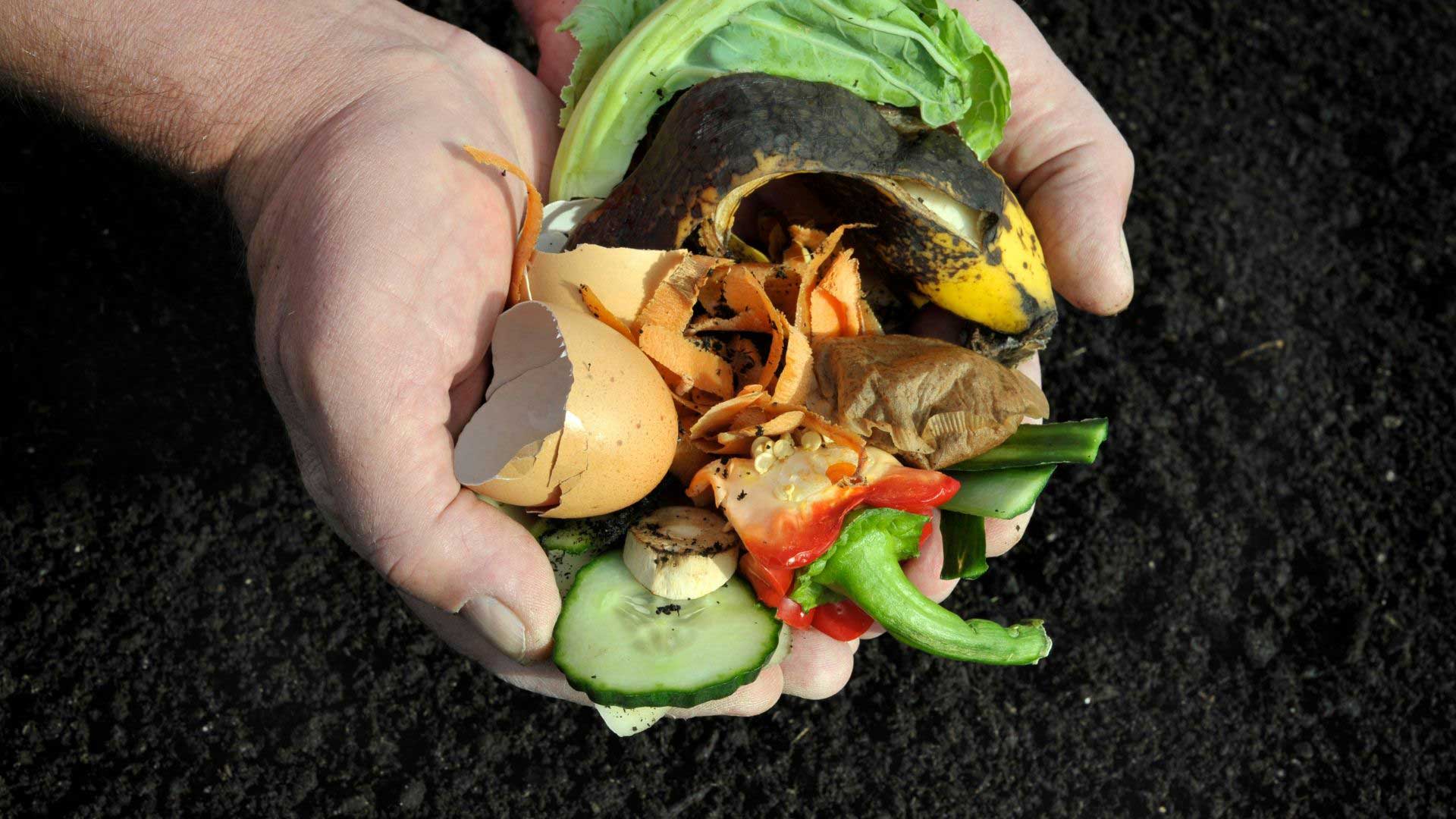 compost can harbour harmful bacteria for chickens