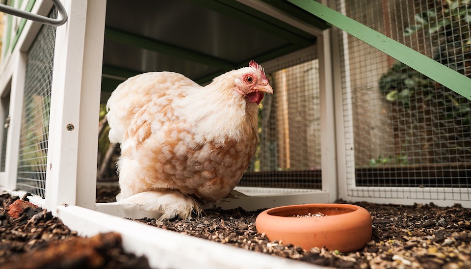 Cute fir wood chicken coop