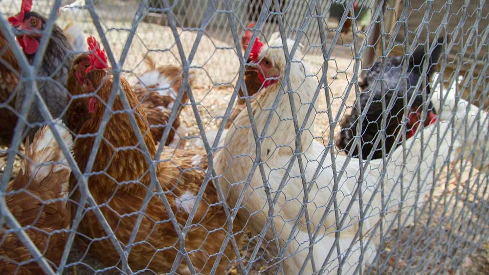 Double wire chicken run fence