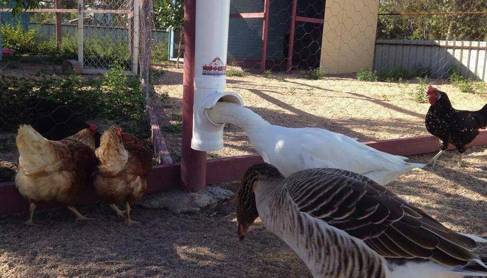 Will a Goose And Rooster Get Along?