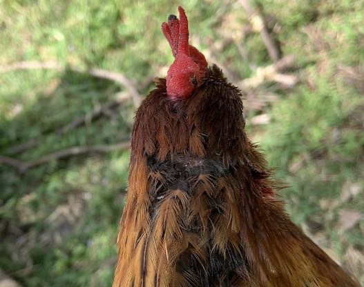 Red Rooster Feathers Sticking Out in Different Directions As a