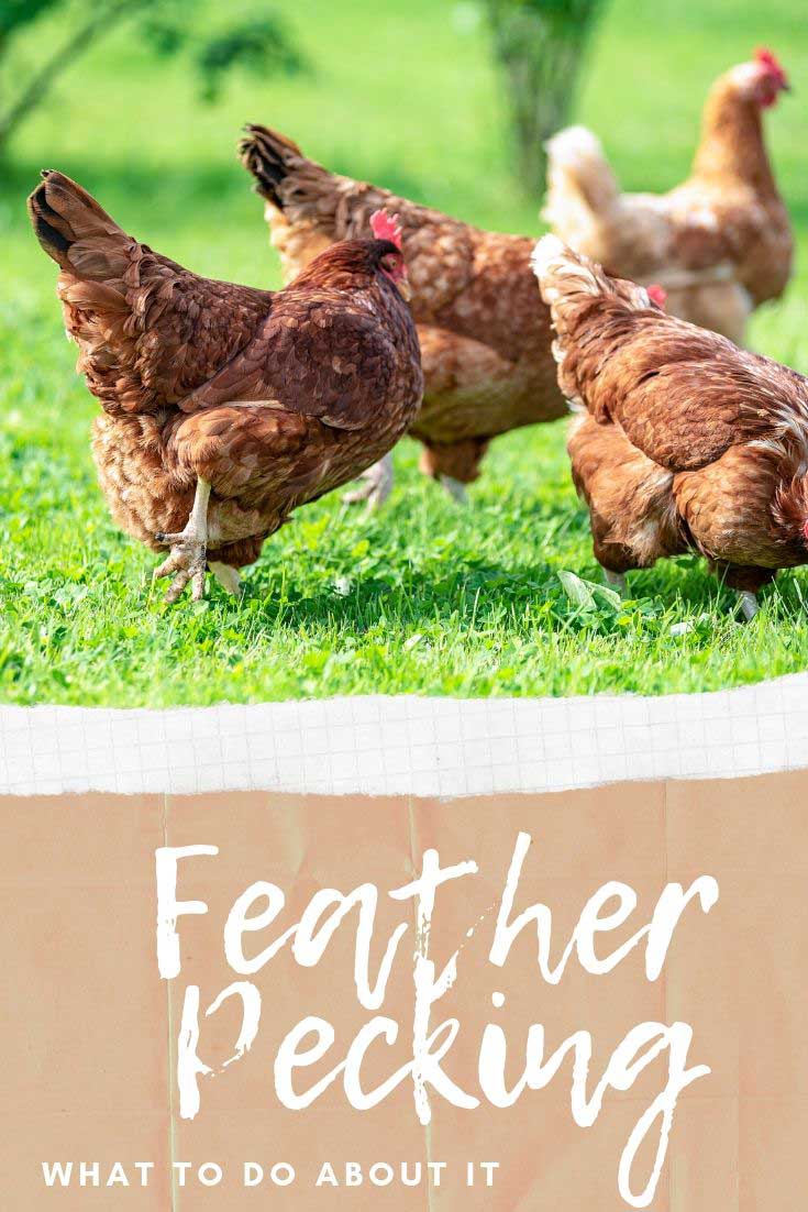 Feather pecking and what to do about it. See the signs