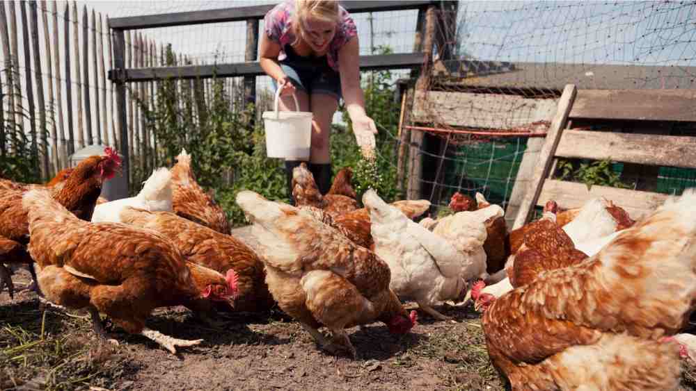 How to help flighty chickens