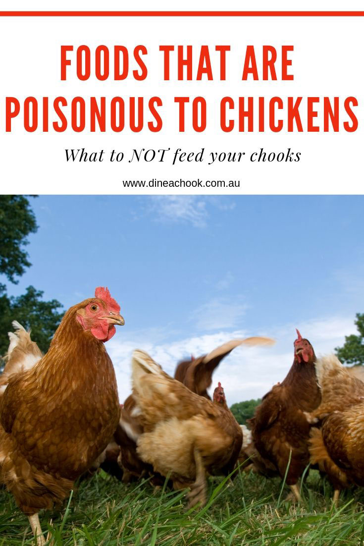 Foods that are poisonous to chickens.