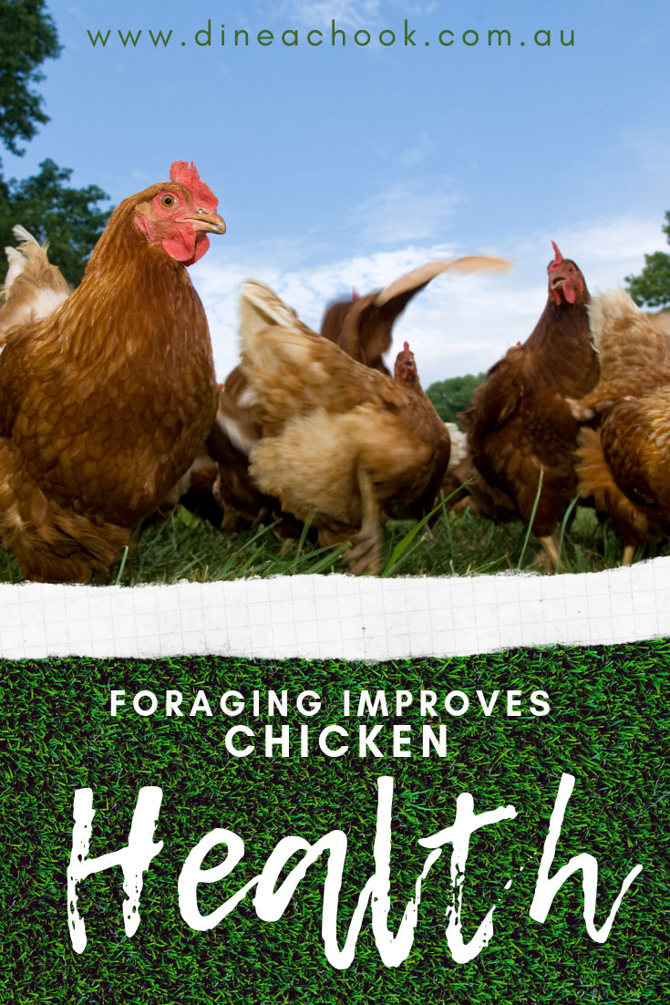 Foraging improves Chicken Health