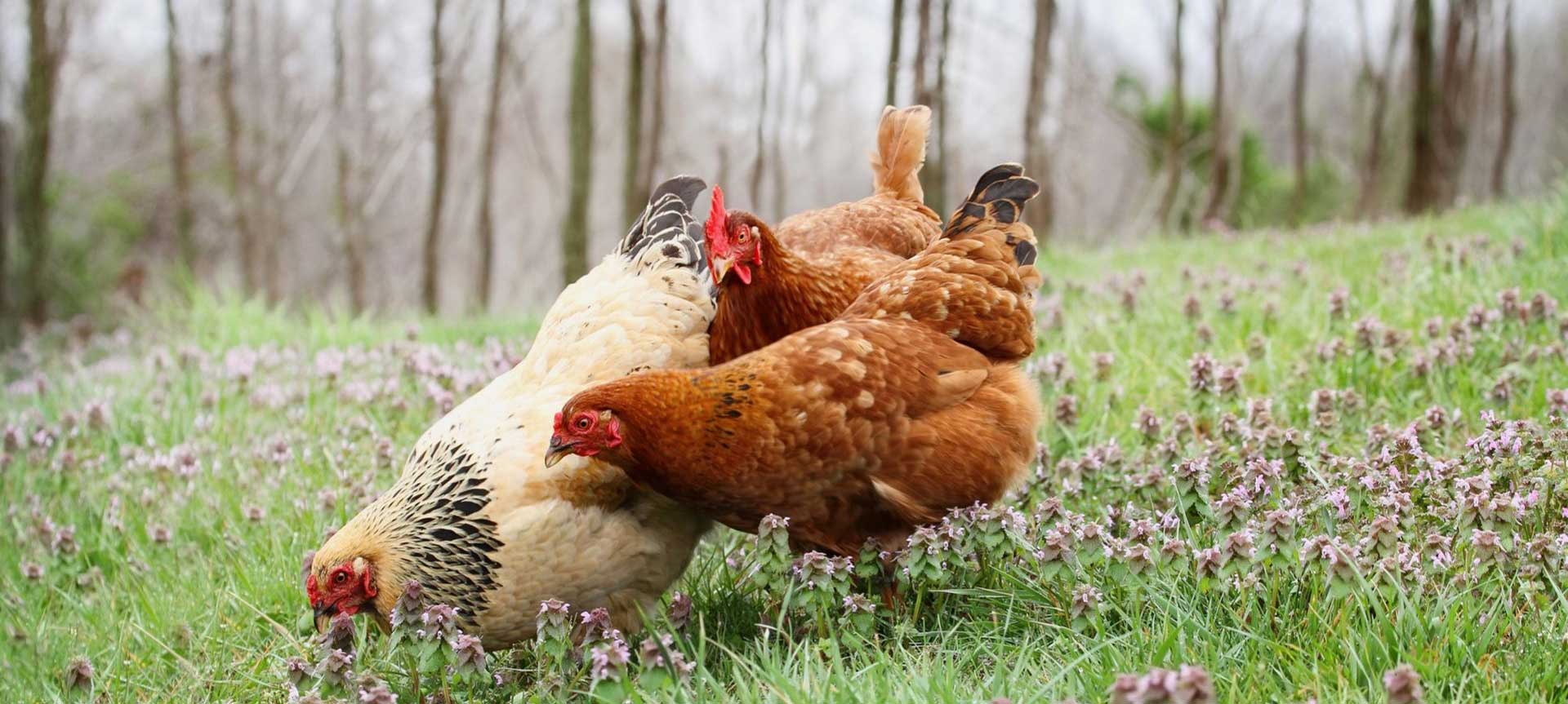 Chickens love to forage for worms and insects