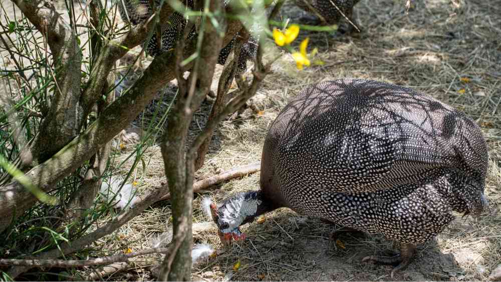 Guineafowl love garden insects