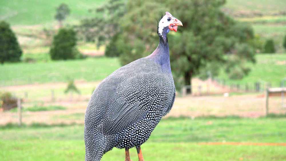 Guinea fowls love to explore