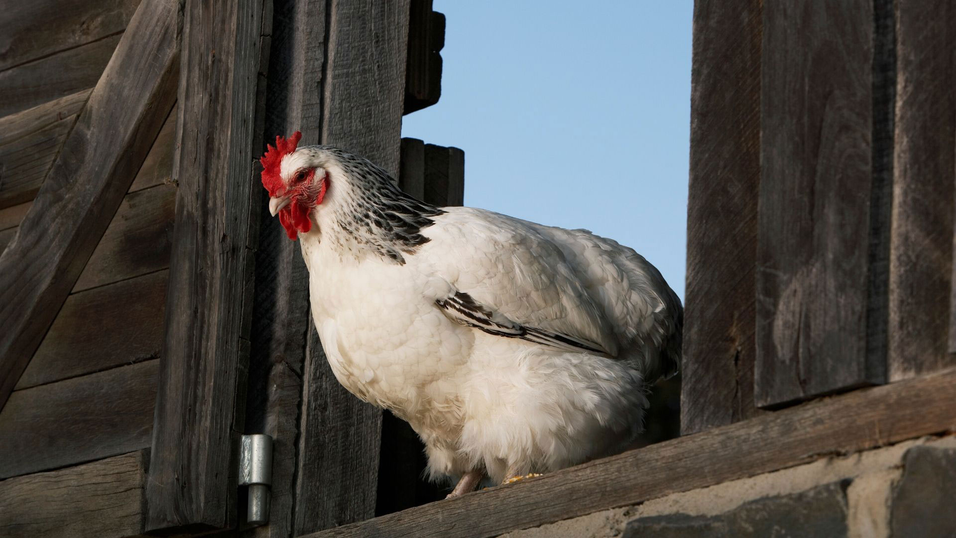 Why is my hen crowing like a rooster?