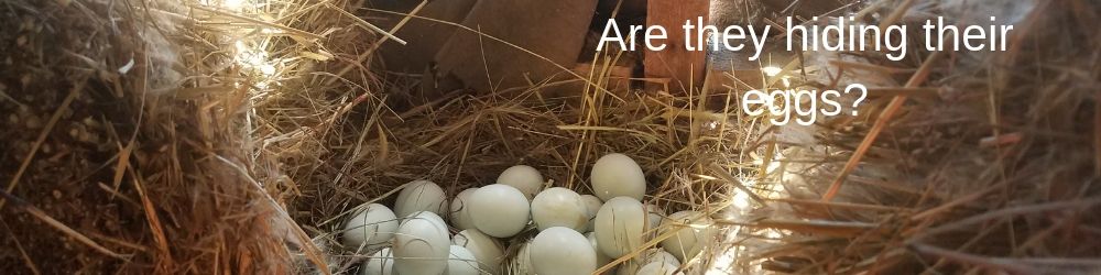 Chickens hiding their eggs