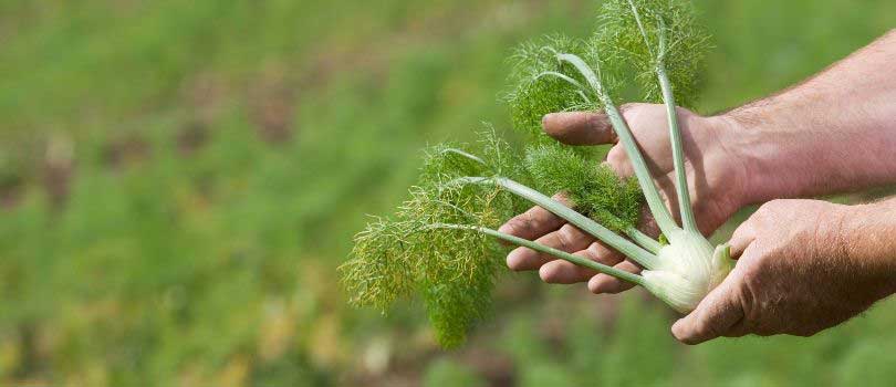 Fennel for foraging Chickens