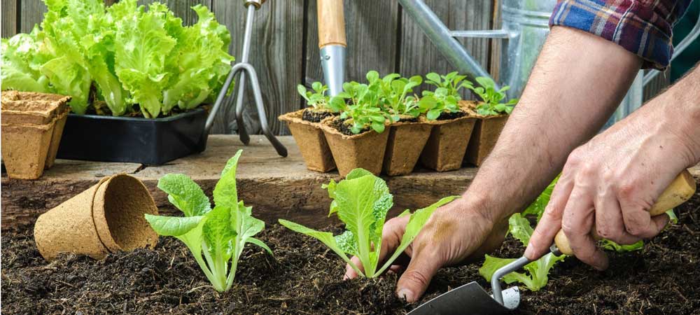 How to make chicken manure into fertiliser for your garden