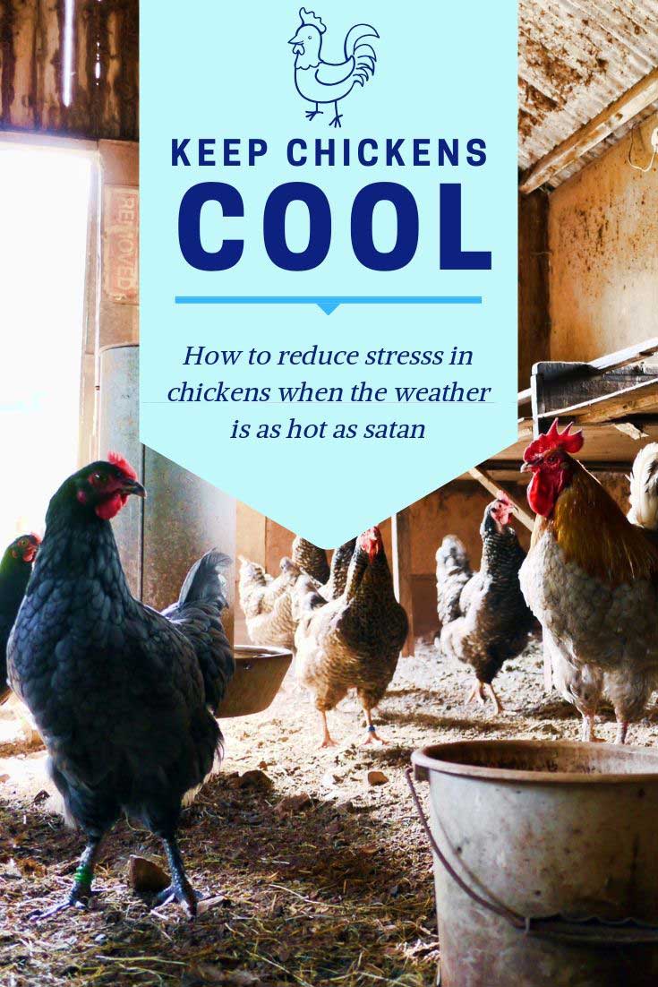 How to keep chickens cool in the heat