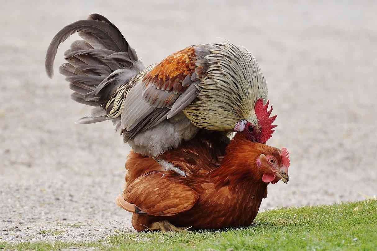 Managing Roosters In The Flock Dine A Chook