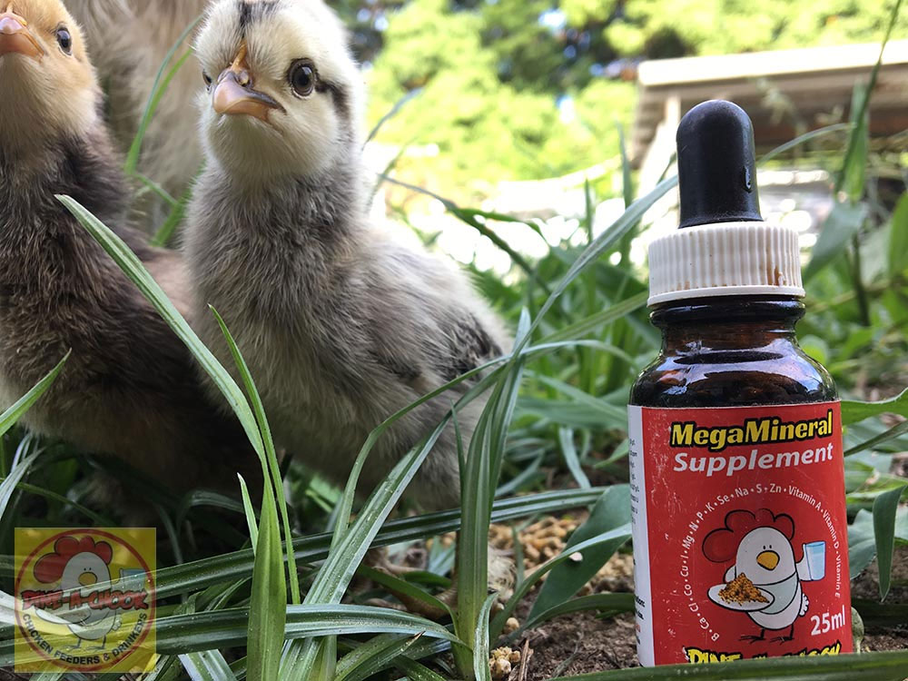 Baby Chicks with Mega Mineral Supplement