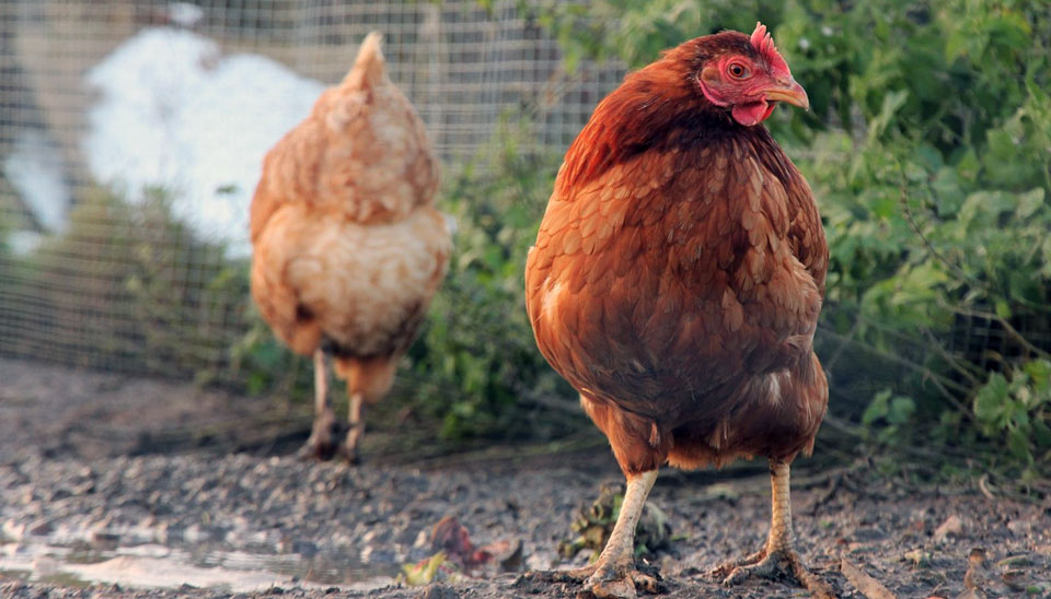 Muddy chicken coop