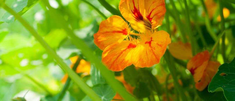 Nasturtium for foraging Chickens