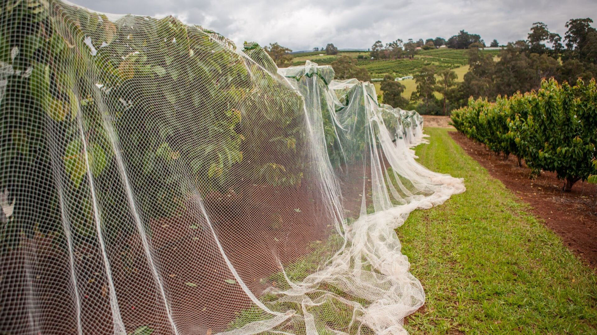 bird netting on trees