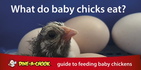 Chick's Things