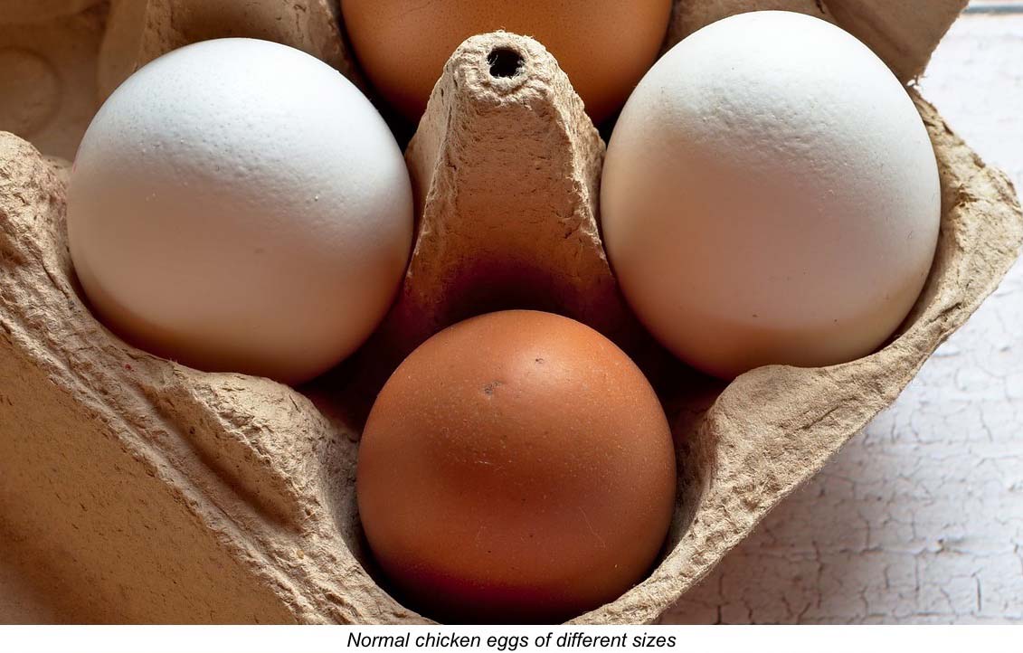 Chicken eggs of different sizes in egg carton