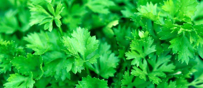 Parsley for foraging Chickens