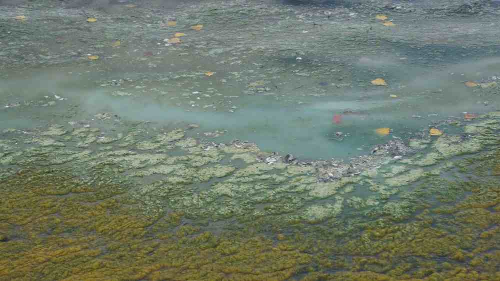 Pond with blue algae and botulism bacteria