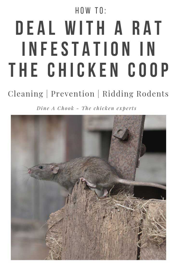 Rats in the chicken coop? Here's what you need to do