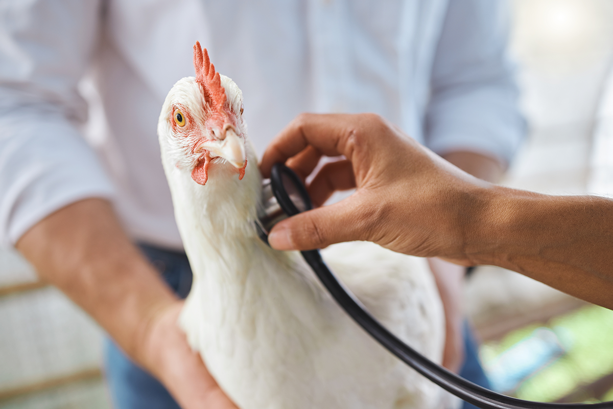 Signs of respiratory illness in chickens including wheezing and lethargy