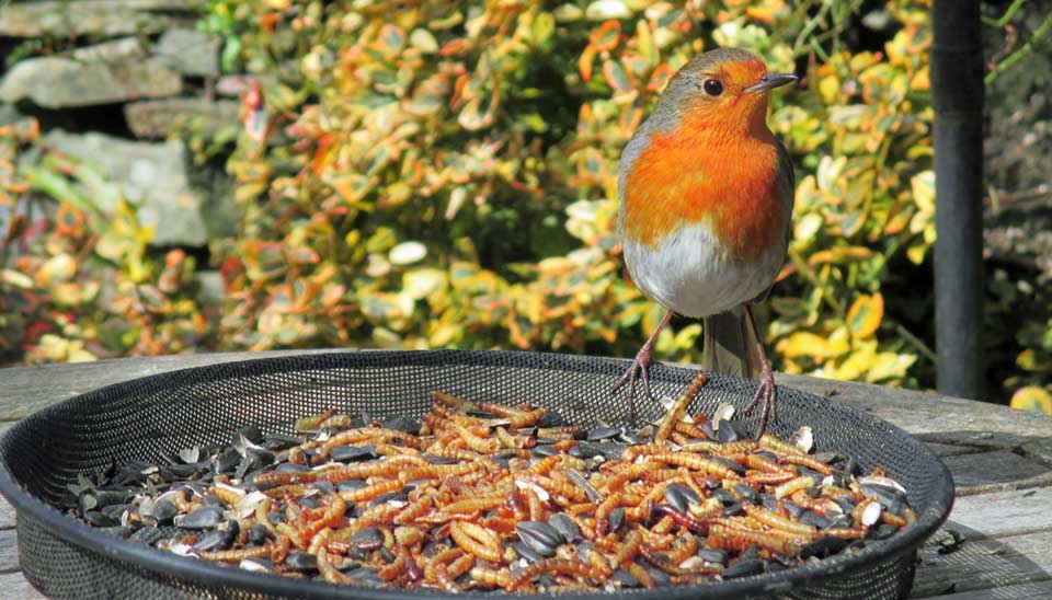 Dried mealworms for chickens