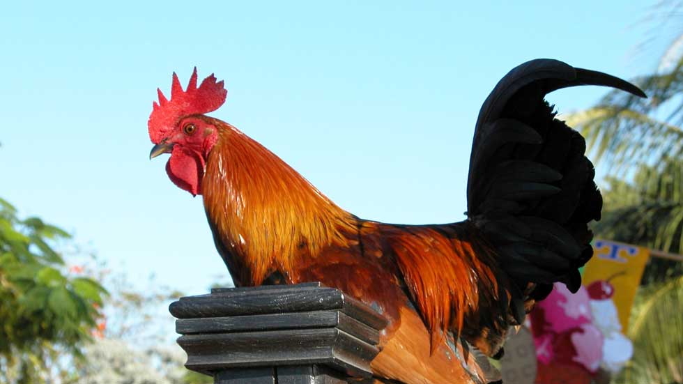 Benefits of a rooster in your chicken flock