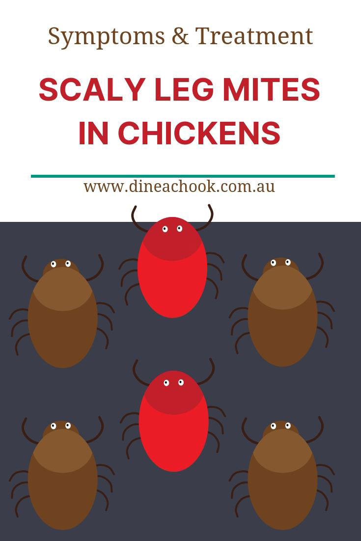Symptoms and Treatment of Scaly Leg Mites in Chickens