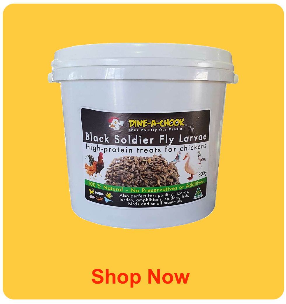 Shop Black Soldier Fly Larvae