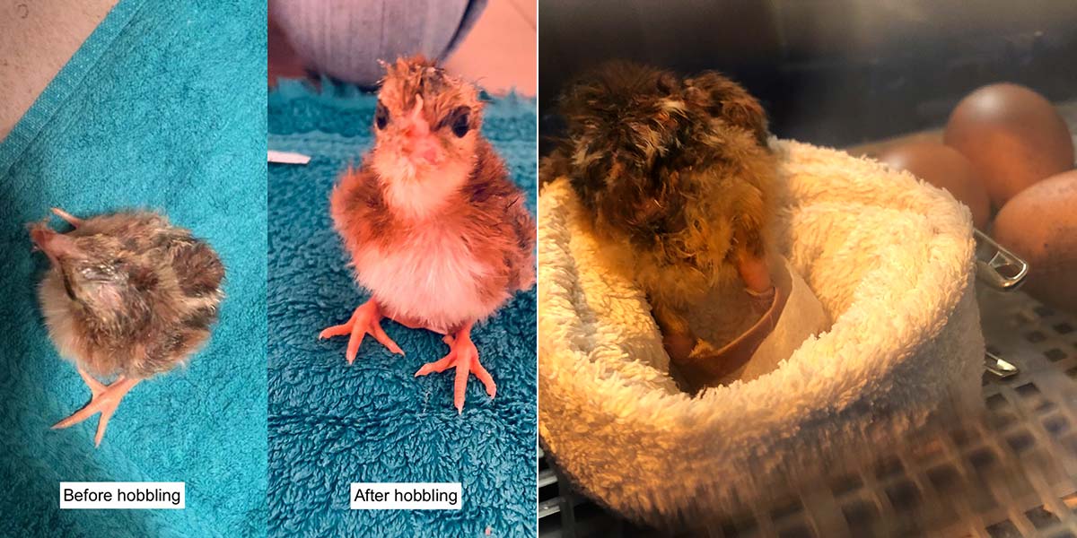 Spraddle leg treatment chick with hobble before and after