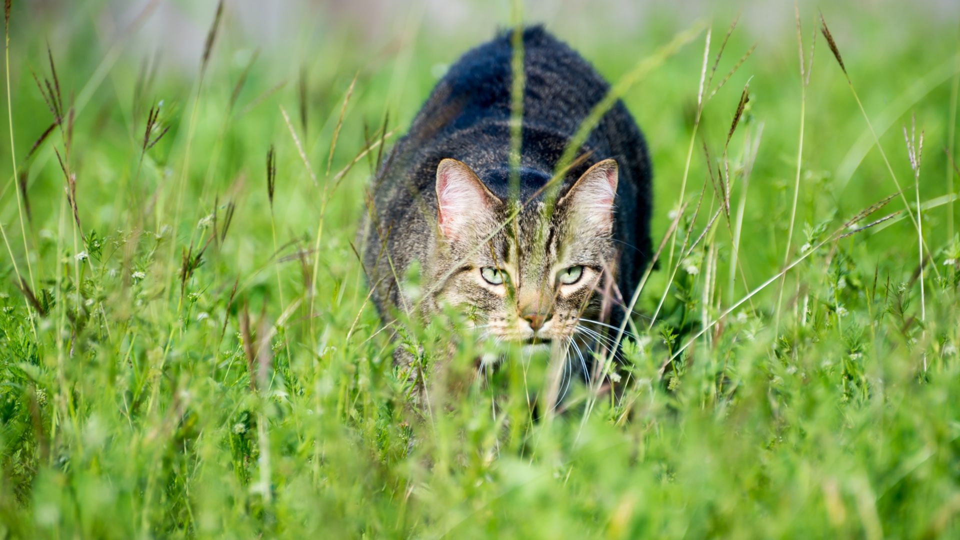 Are cats a threat to chickens?