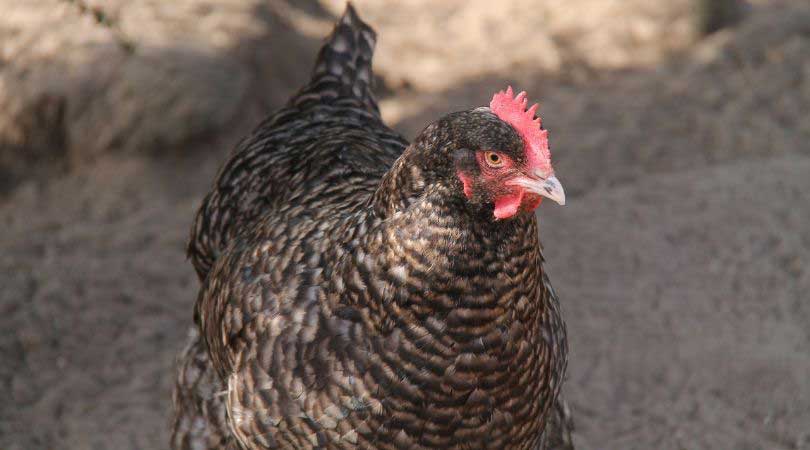 Sussex hen egg laying